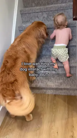 Both of my babies are growing up way too quickly 🥺 (same set of stairs, but we carpeted it in our recent construction). Love this oldie but a goodie! . . . #dogandbaby #itmademethinkofyou #babyanddog #timeflies #wings #BestFriends #puppy #throwbackthursday #dogandkids #goldenretriever #dogmom #dogfamily