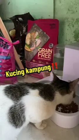 Kucing kampung serasa kucing kota‼️ #rawang #rawangpancaarga #rawangviral #kucing 