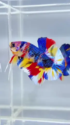 Hogh Grade Mettalic Betta.🥰 #Fyp #FishFunFacts #FishTrivia #BettaFish #Betta
