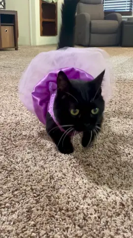 🧚‍♀️ #munchkincat #shortcat #cutecat #shortcat #catoutfit 