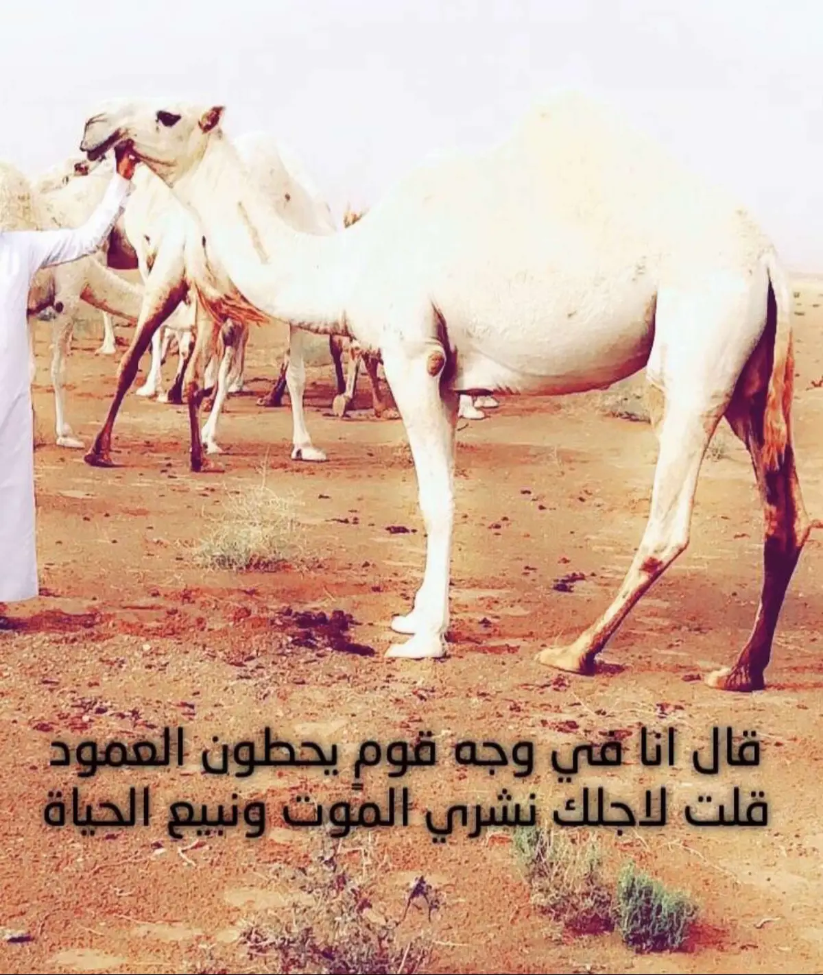 ارشيف #الحنانيه_اهل_العليا #الحنانيه_من_حرب #بني_سالم #حرب_اهل_الثلااث_المعجزات 