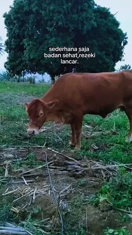 Sehat² smua..Semoga nntix kluar ank jantan smua..🤲😇💪🐂🔥 #peternakmuda  #inseminasibuatan  #indukanjumbo  #fypシ゚viral  #CapCut 