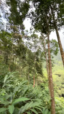 imbangi mawon#petanimuda #petani #petaniindonesia🇮🇩🇮🇩🇮🇩🌿🌿 #fy 