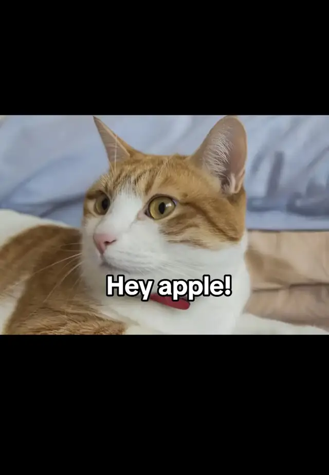 #cat #mechanic #heyapple #mystery #fyp 