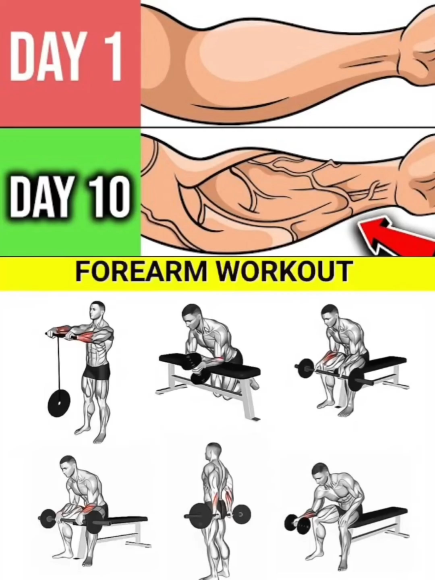 10-Day Forearm Transformation! 💪 #forearmworkout #biggerforearms #GymTok  #forearmworkout #forearms #biggerforearms #armworkout #gym #Fitness #workoutroutine #strengthtraining #muscle #gainz