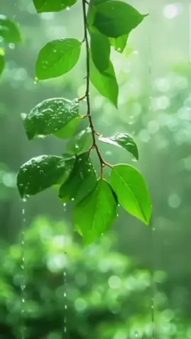 #cảnhđẹpthiênnhiên #nhachaymoingay #hoadep ⛈️⛈️⛈️☔️☔️☔️