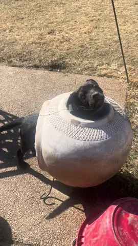 Savannah somehow got her head stuck in the Chimenea. It’s a good thing she’s a cutie! #puppy #dogs #rescuedog #PetsOfTikTok #dogtok 