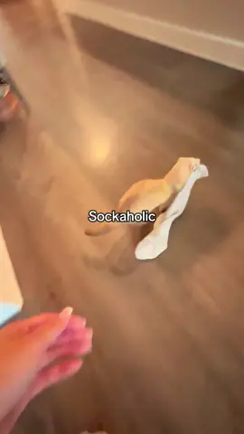 She has a sock hoarding problem 😭🧦 #ferret #ferretvideos #ferrettok #huron #petferret 