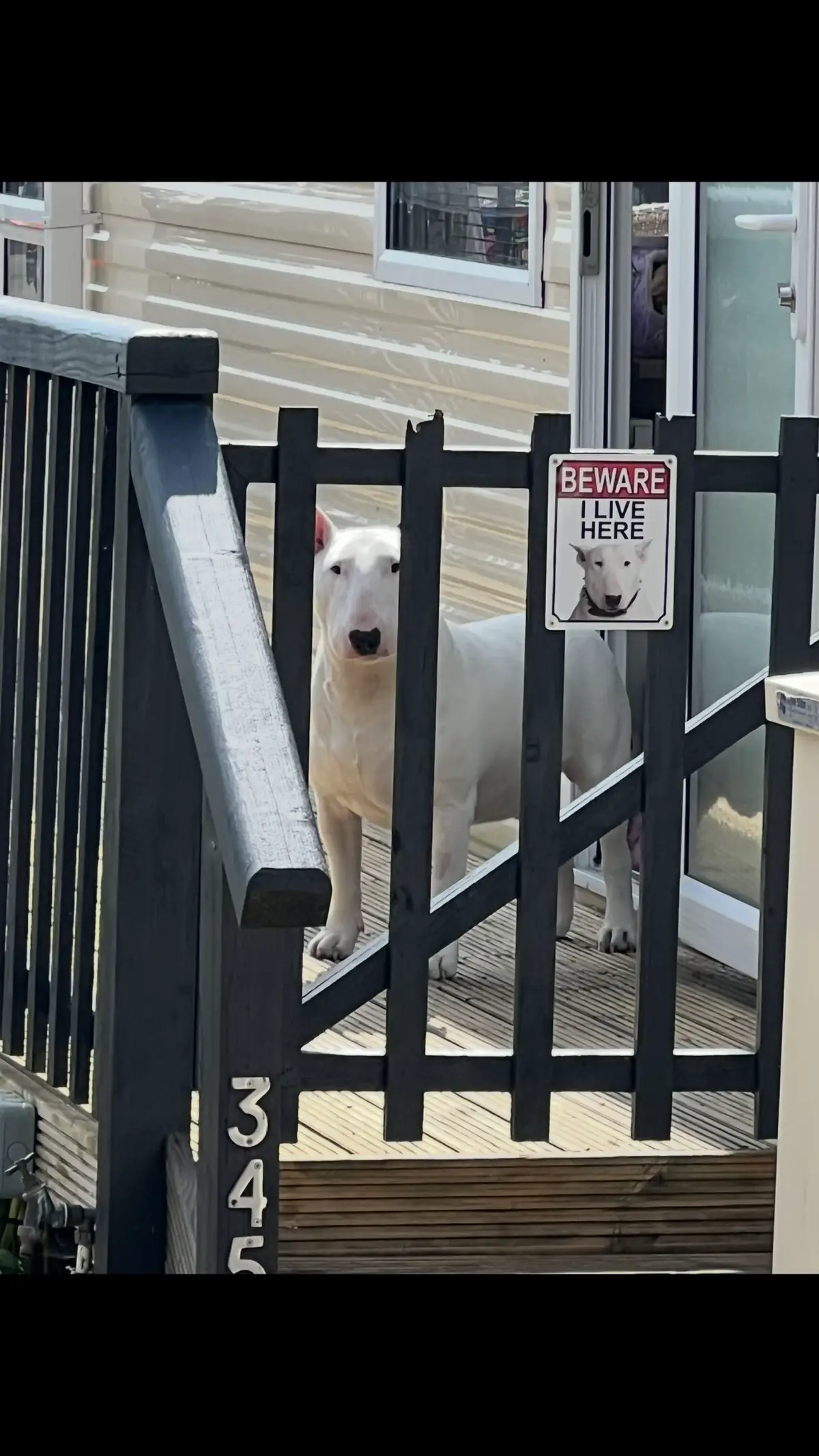 #bullterrier #bullterrierlover #guarddog #fyp #englishbullterrier 