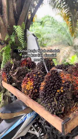 #petanisawit #petanimuda #kulisawit #storysawit #fyp 