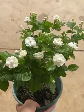 indah nya bunga melati kaca piring simbol cinta dan ketulusan #melati #tanamanhias  #flowers #garden #fyp 