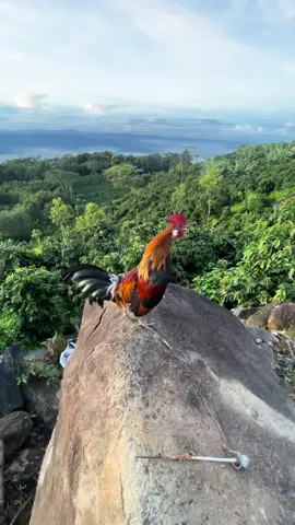 Không ra hơi gì thế nhỉ chấm muối tiêu thôi #xuhuong #garung #garungcanhsieudep 