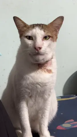 Đúng là Mol báo đời