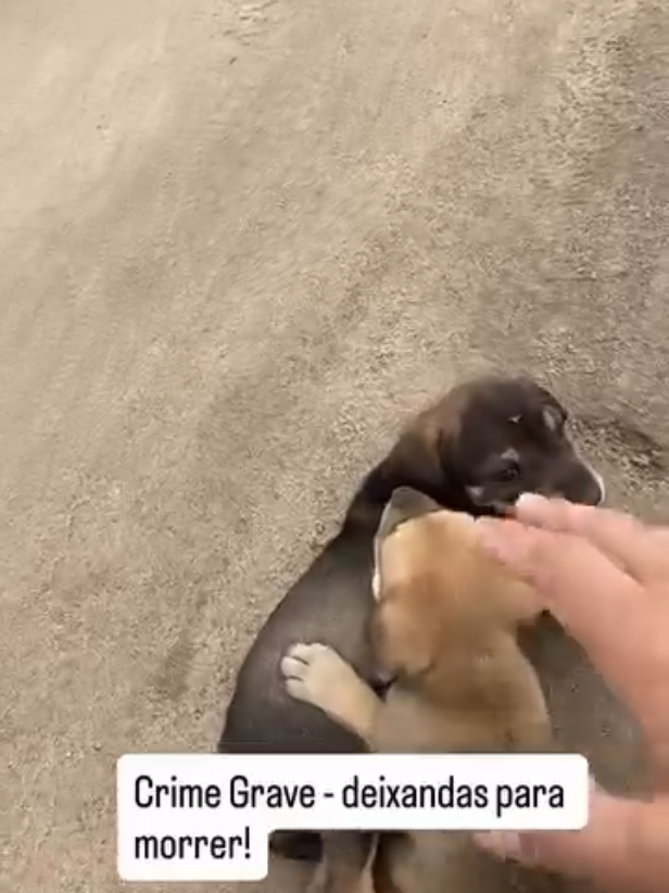 abraçadinhas  na beira da estrada sem água comida largadas a sorte. mais deus envia anjos pra socorrer 