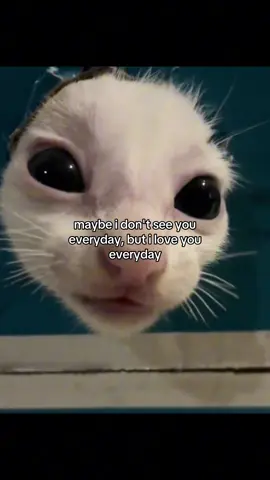 #catsoftiktok #catmeme #relationshipmemes #relatable #couplecomedy 