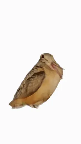 pibbles long lost brother…. #pibble #washmybelly #americanwoodcock #meep 