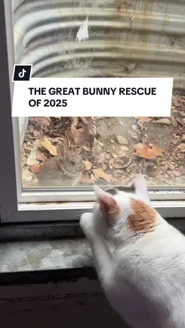 Great to know that Dave’s fear of bunnies extends to babies, I suppose… #catsoftiktok #bunnies #davethecat 