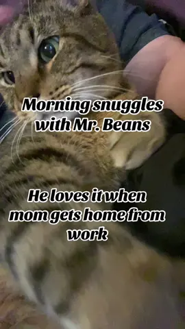 Mr. Beans missed me while I was at work #catsoftiktok #cat #catmom 