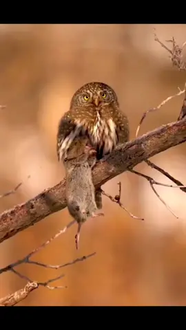 What an adorable unlikely friendship. Nature is truly amazing.