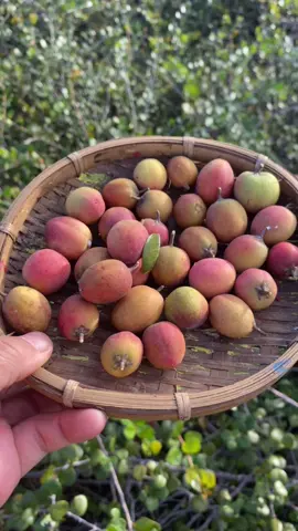 Mùa tam tai của cây ma dương