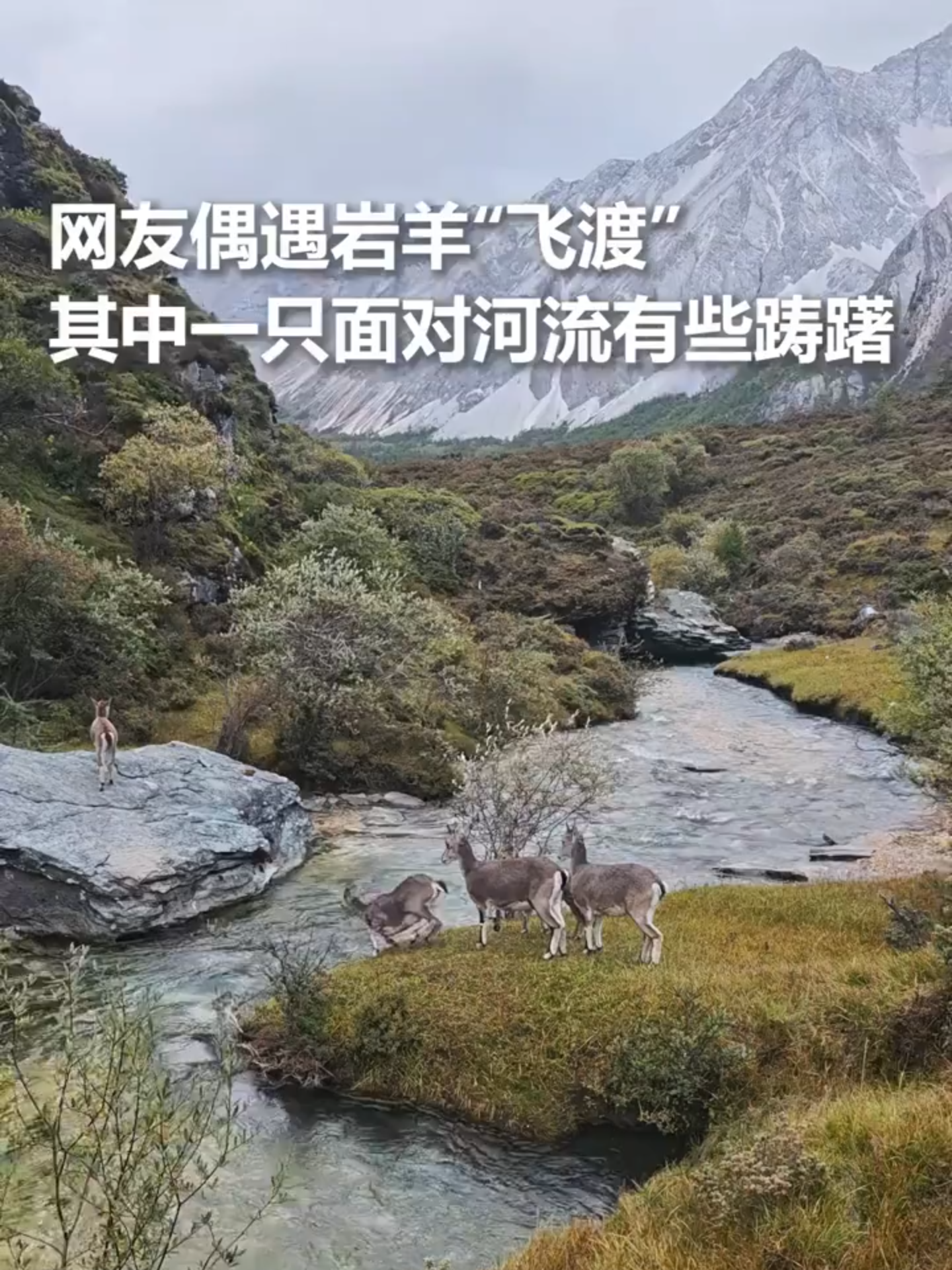 Daocheng Yading, un internaute a rencontré par hasard des bouquetins 