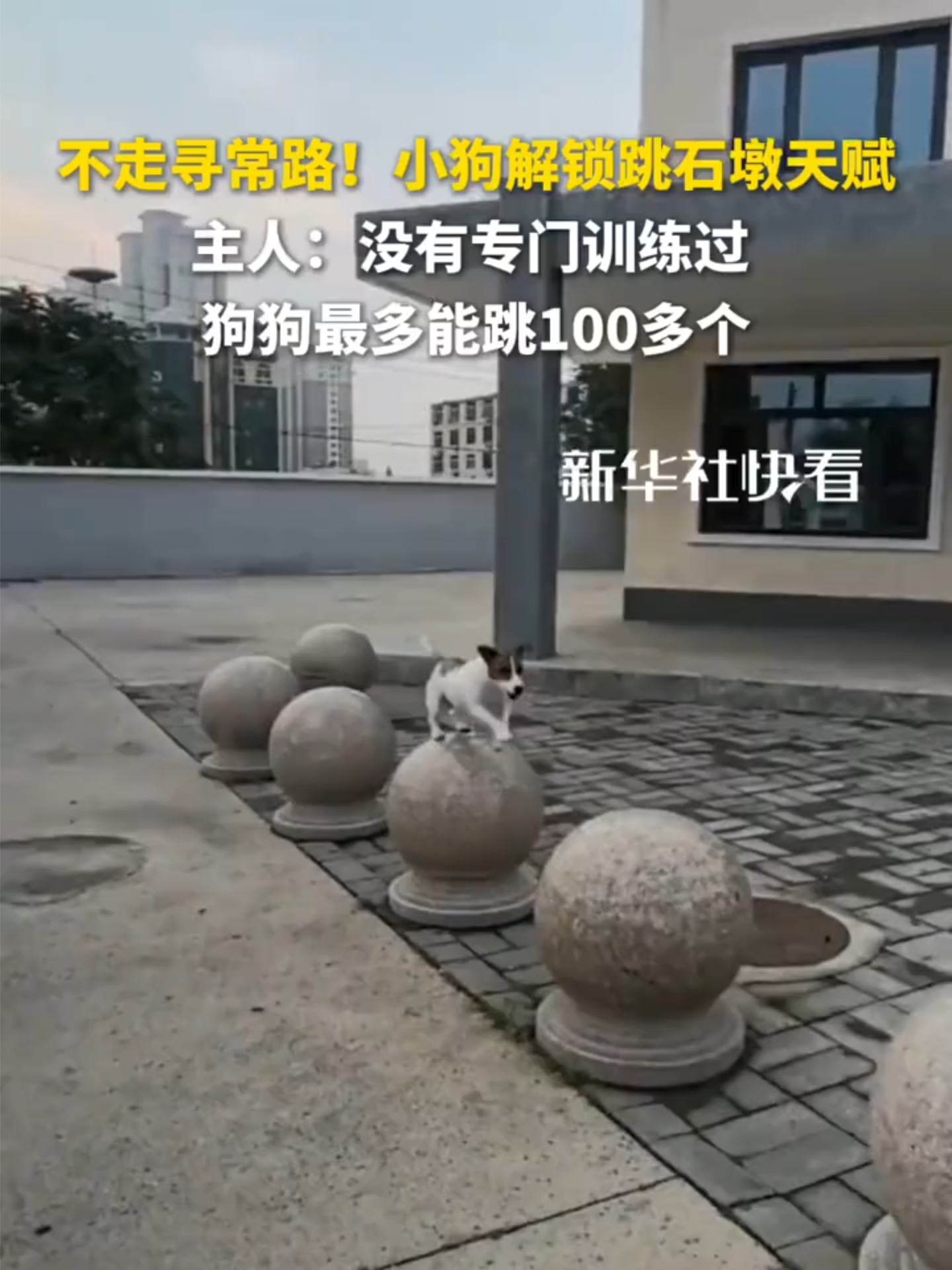 Ce petit chien qui sort des sentiers battus est vraiment adorable. #Chine