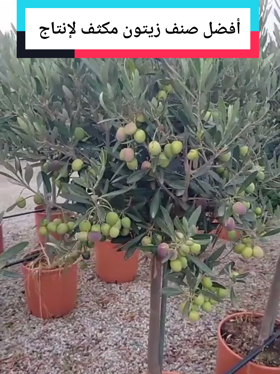 من افضل اصناف الزيتون للزراعة والإنتاج مكثف 🫒 طريقة زراعة الشمام تسميد الشمام زراعة البطيخ الأصفر طريقت تسميد الخيار السمدة للخيار  طريقة صمد الخيار زريعه الخيار درجا ازي اسمد الخيار طريقة تسميد البيذنجان طريقة تسميد الفلفل طريقة تسميد البندوره طريقة زراعة امراض البندوره امراض الخيار امراض البيذنجان امراض الفلفل أسباب تصاقط ازهار #عالم الزراعة مصطفى #الزراعة السهلا #اسرار الزراعة #زراعة الخضروات 