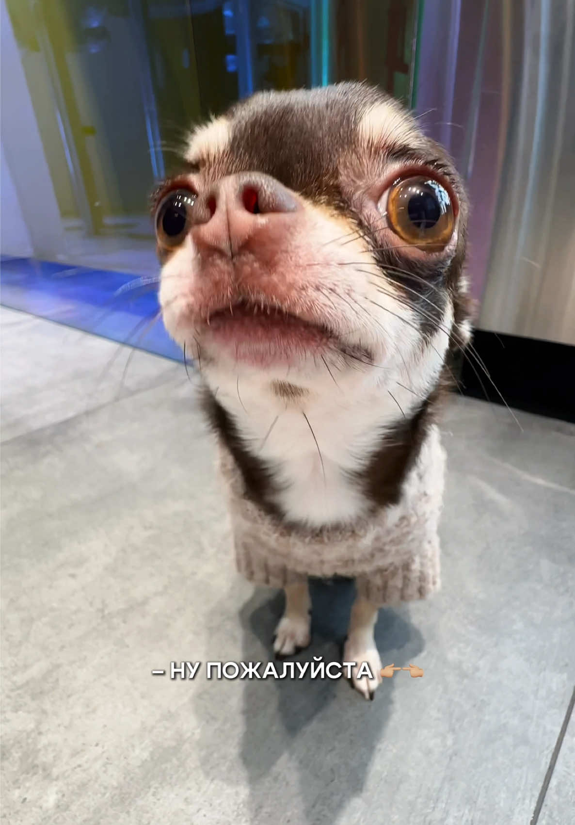 Мы всегда рады вашим четвероногим друзьям 🐾