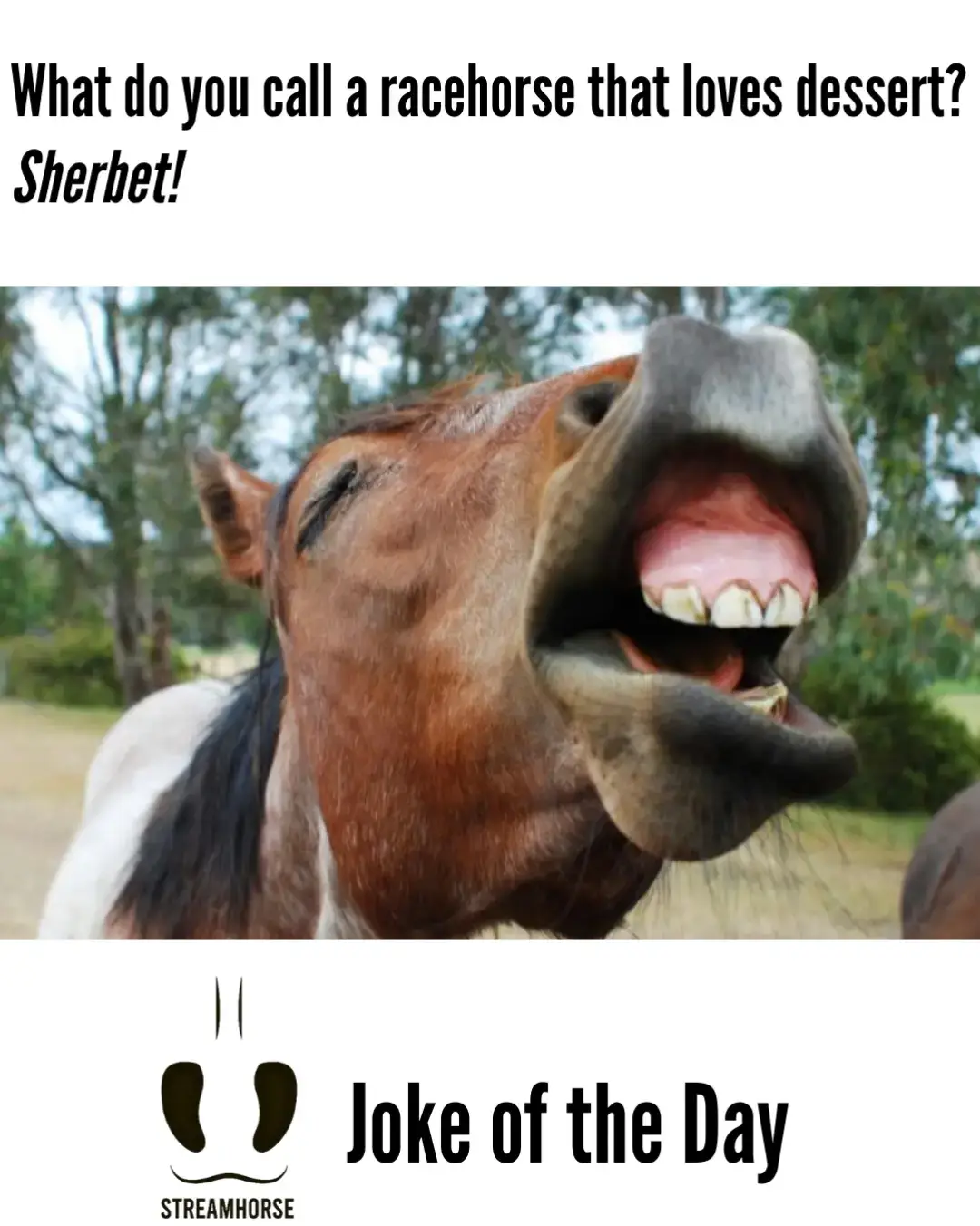 what do you call a racehorse that loves dessert? 🤣🐴 #jokes #jokeoftheday #horses #dessert #animals 