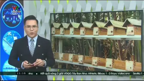 Chuyên cung cấp tổ giống, mật ong dú và hỗ trợ kỹ thuật nuôi Hotline - 0865562399