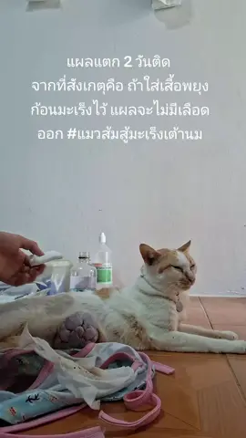 ส้มไม่ผ่าตัดเพราะขนาดก้อนใหญ่ เคยแผลแตกครั้งแรกตอน 10/06/68 คุณหมอบอกอยู่ไม่น่าเกิน 2 เดือน แต่ส้มสู้มาจนเข้าเดือนที่ 4 ส้มจะอยู่จนกว่าส้มจะง่วงหลับไปเอง 😊 เป็นกำลังใจให้ส้มด้วยนะ #แมว #แมวส้ม #แมวป่วย #คนรักสัตว์ #ขึ้นฟีดเถอะ 