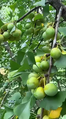 🍈🍈🍈#früchte #obst 