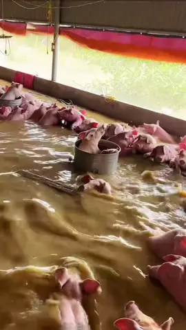 thương bà con mùa mưa bão.##