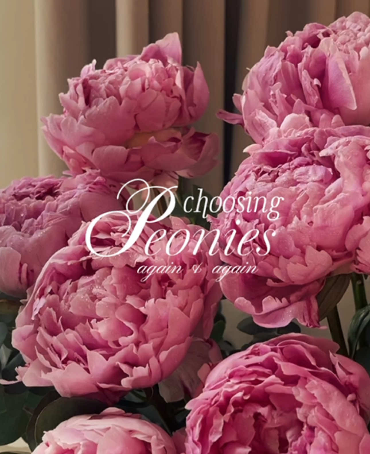 💗Forever falling for peonies💗 #explore #fyp #peonies #peony 