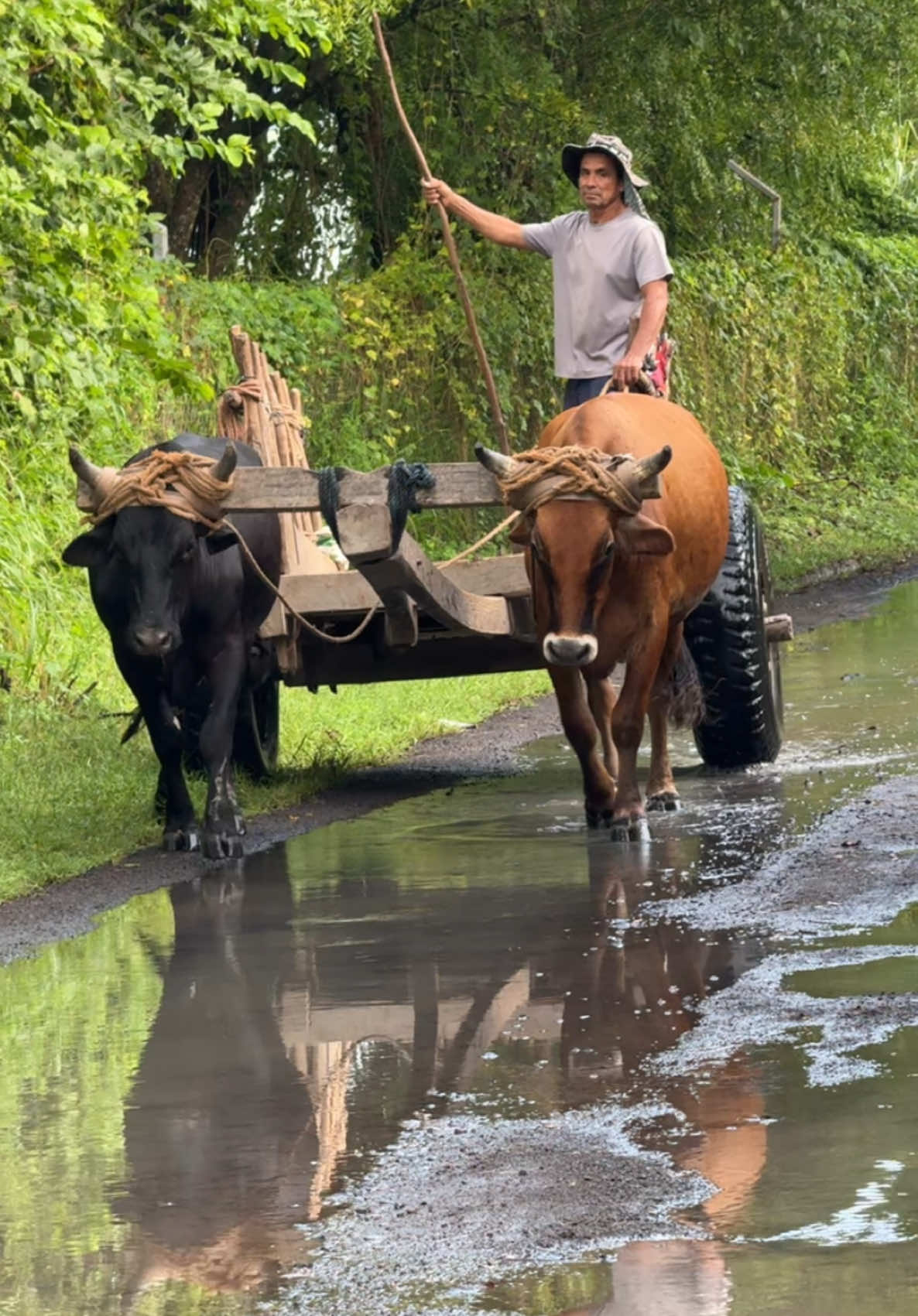 Ya casi no se ven de estos transportes en El Salvador, cuantos recuerdos #carretas #bueyes🐂🐂  #recuerdos 