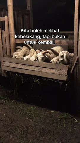 #mutiaraf4rm #trend #peternakmuda #foryoupage #fyp #xybca 