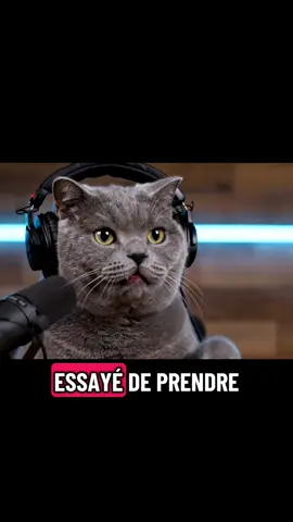 Podcats ep8 #chat #chats #podcast #ia #animaux 