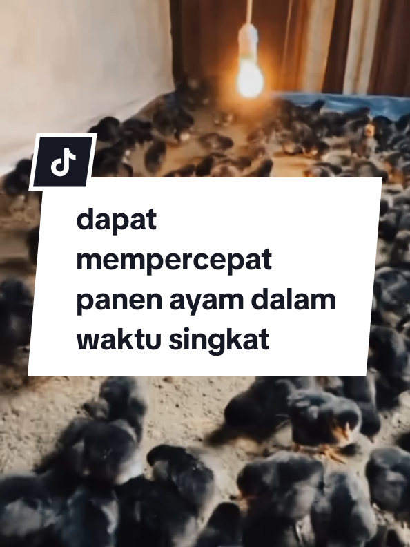 Suplemen booster ayam kampung, terbukti dapat mempercepat panen dalam waktu singkat#suplemen #boosterayamkampung #peternakayam #ayamkampung 