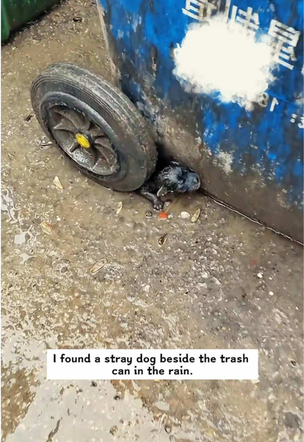 I found a stray dog beside the trash can in the rain.It's so pitiful.I decided to take it home,and then…#rescue #animals #dog 