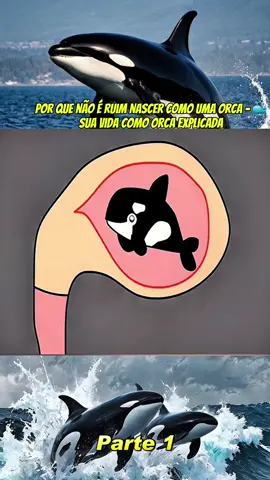por que não é ruim nascer como uma orca - 🐳 Sua vida como orca explicada pt 1 #baleia-orca #peixe #mar #natureza #tiktokviral 