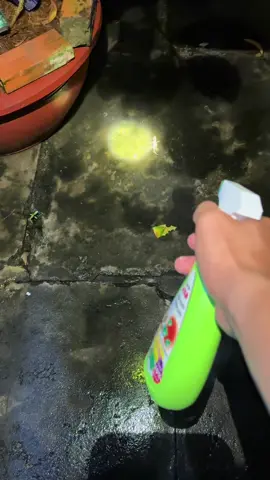 Hôm nay đi xịt thằn lằn 1 mình #pet #xuhuongtiktok #fyp 