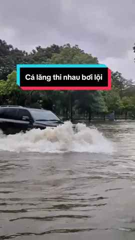 Cá lăng đen và lăng trắng thi nhau bơi lội ngày mưa bão #landcruiser #lc200 #lc300 #baobualoi #landcruiserlc300 