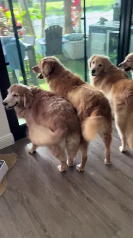 The excitement never ends when Carlos comes to visit.  #goldens #goldenretrievers #goldensoftiktok #dogsoftiktok 