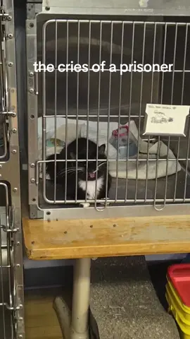 #catsoftiktok #vetclinic #spayandneuter 