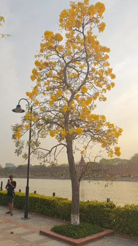 beautiful Mandalay 😍  #သပြေဘူတပန်း😊 #mandalay  #myanmar  #fyahwin  #viral 