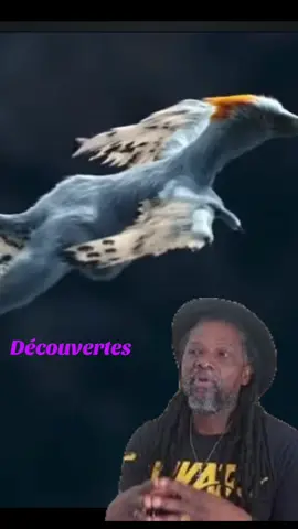 Découvertes #decouverte #reggae 