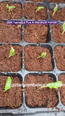 SMK Takhasus Plus Al Mardliyah Kendal  #manhik #fyppppppppppppppppppppppp @smktakhasusplus3 @MEDIA MANHIK #smk #hidroponik 