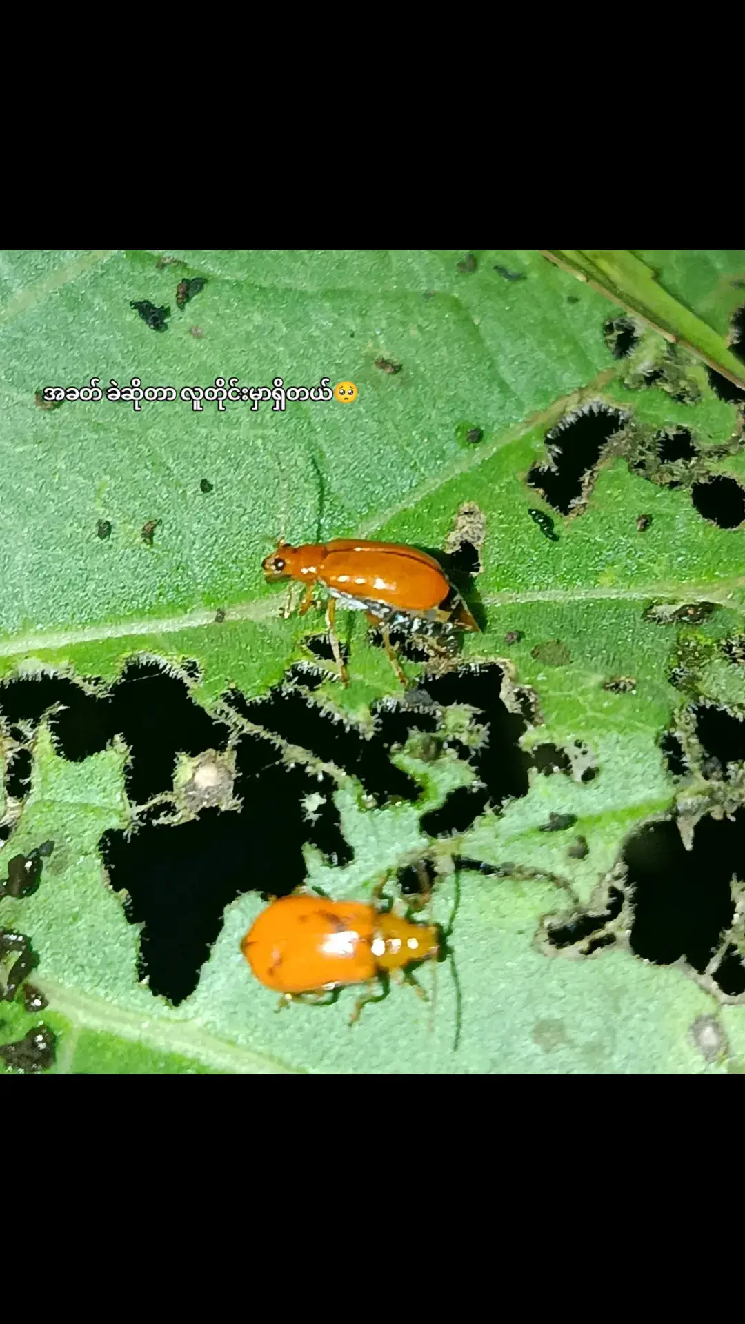 #ဝေးဝေးကလွမ်း 