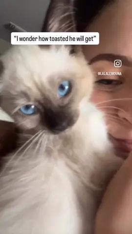 toasted lil marshmallow boy 🥹🤎🤍 #siamese #toasted #snowshoecat 