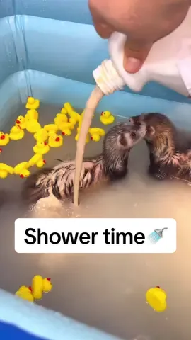 Shower time 🚿#ferret #shower #fun #cute #fyp 